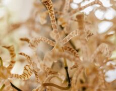 Descubre los encantos de Bangkok: un viaje imperdible por Tailandia